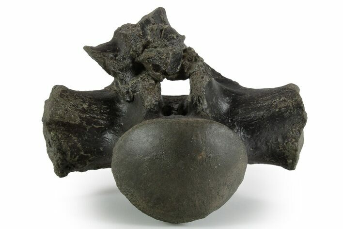Fossil Mosasaur (Clidastes?) Cervical Vertebra - Texas #351225